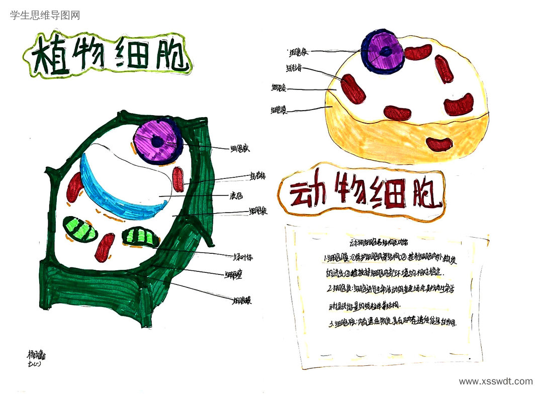七年级生物动植物细胞结构思维导图-第4张