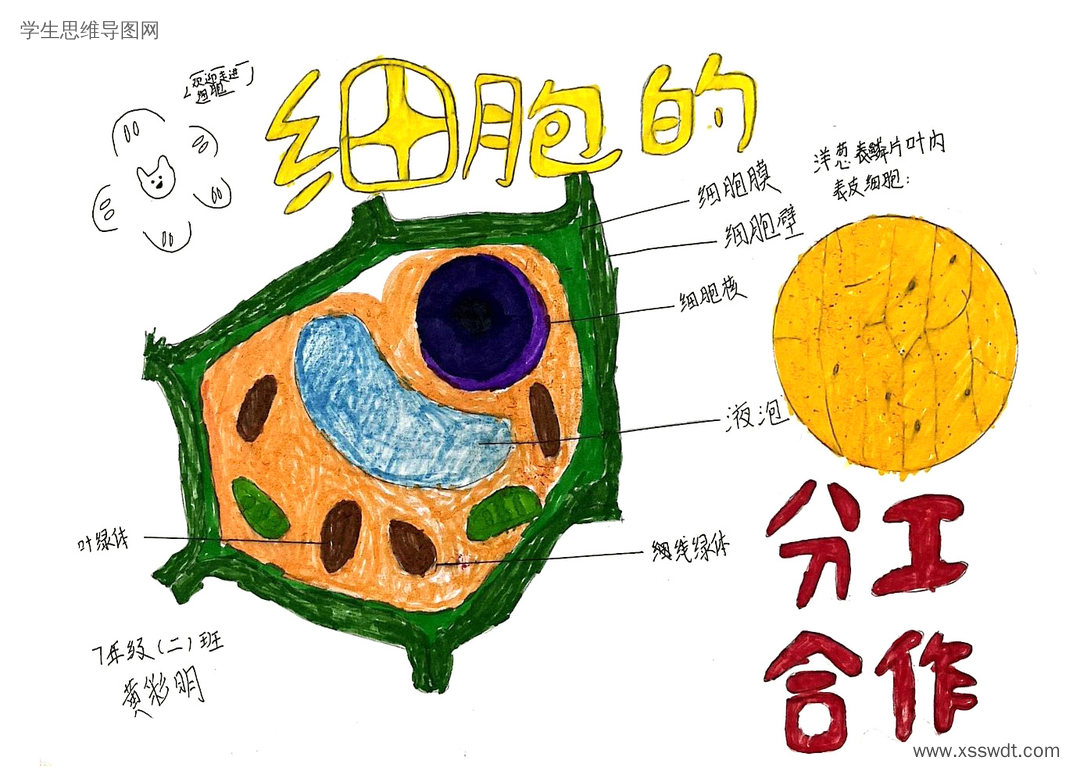 七年级生物动植物细胞结构思维导图-第5张