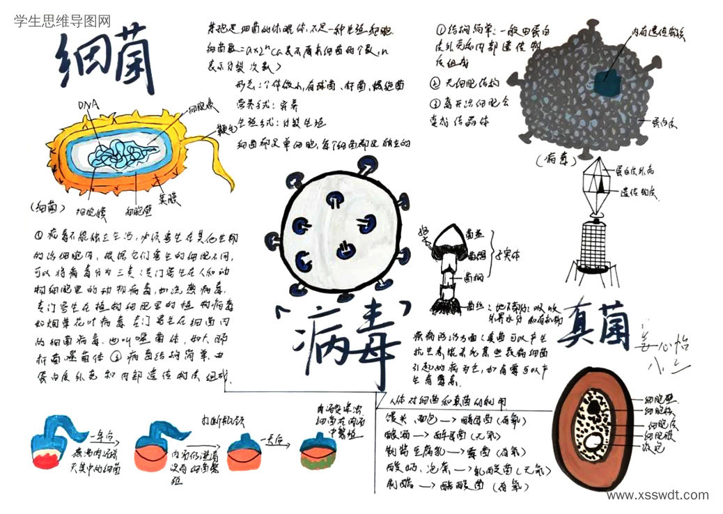 生物细菌真菌病毒知识结构图思维导图