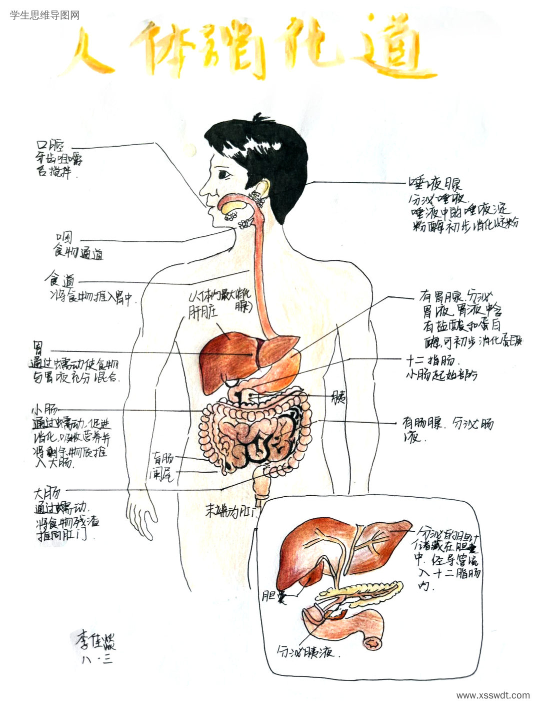 人体消化道思维导图