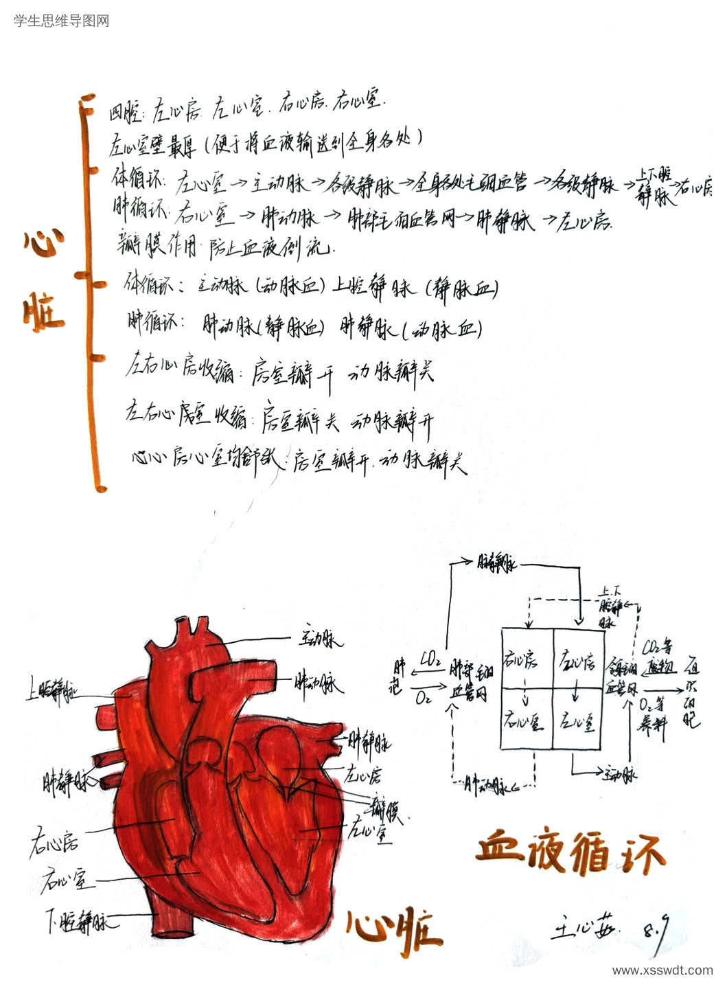 初中生物心脏思维导图
