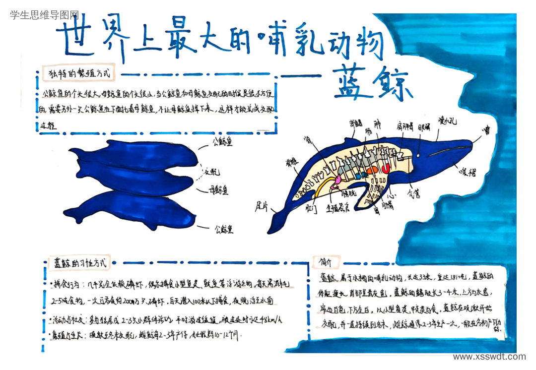 生物知识梳理 蓝鲸介绍思维导图