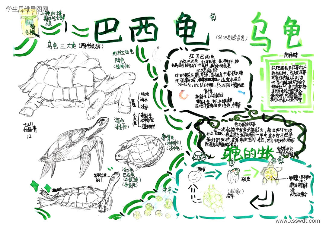 生物知识梳理 乌龟介绍思维导图