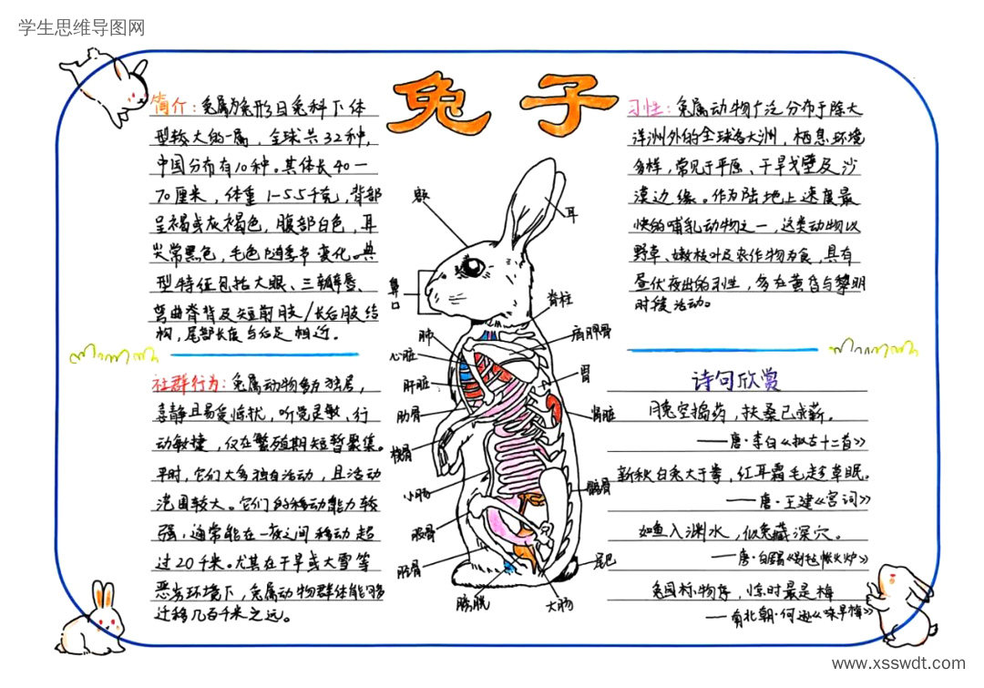 生物知识梳理 兔子鲸介绍思维导图