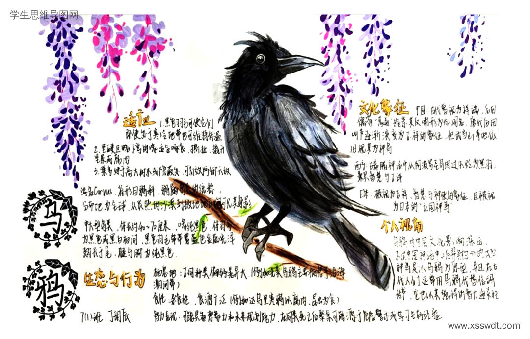 生物知识梳理 乌鸦介绍思维导图