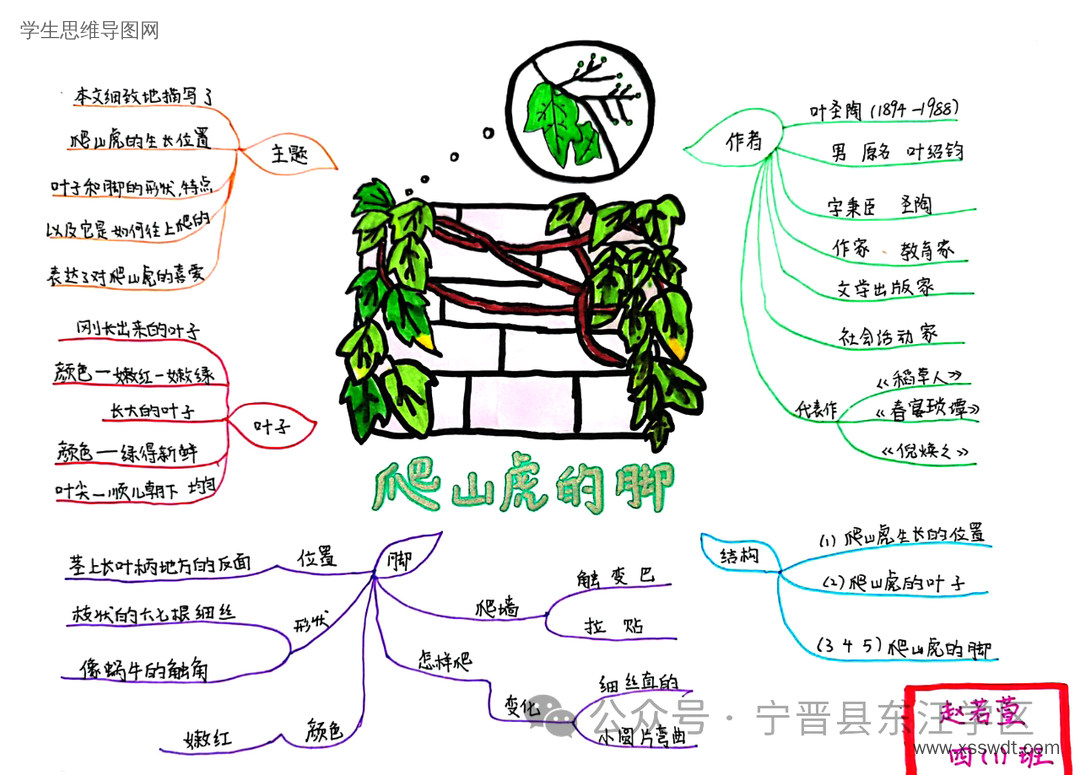 四年级语文《爬山虎的脚》思维导图怎么画